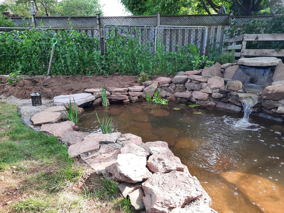 Backyard koi pond